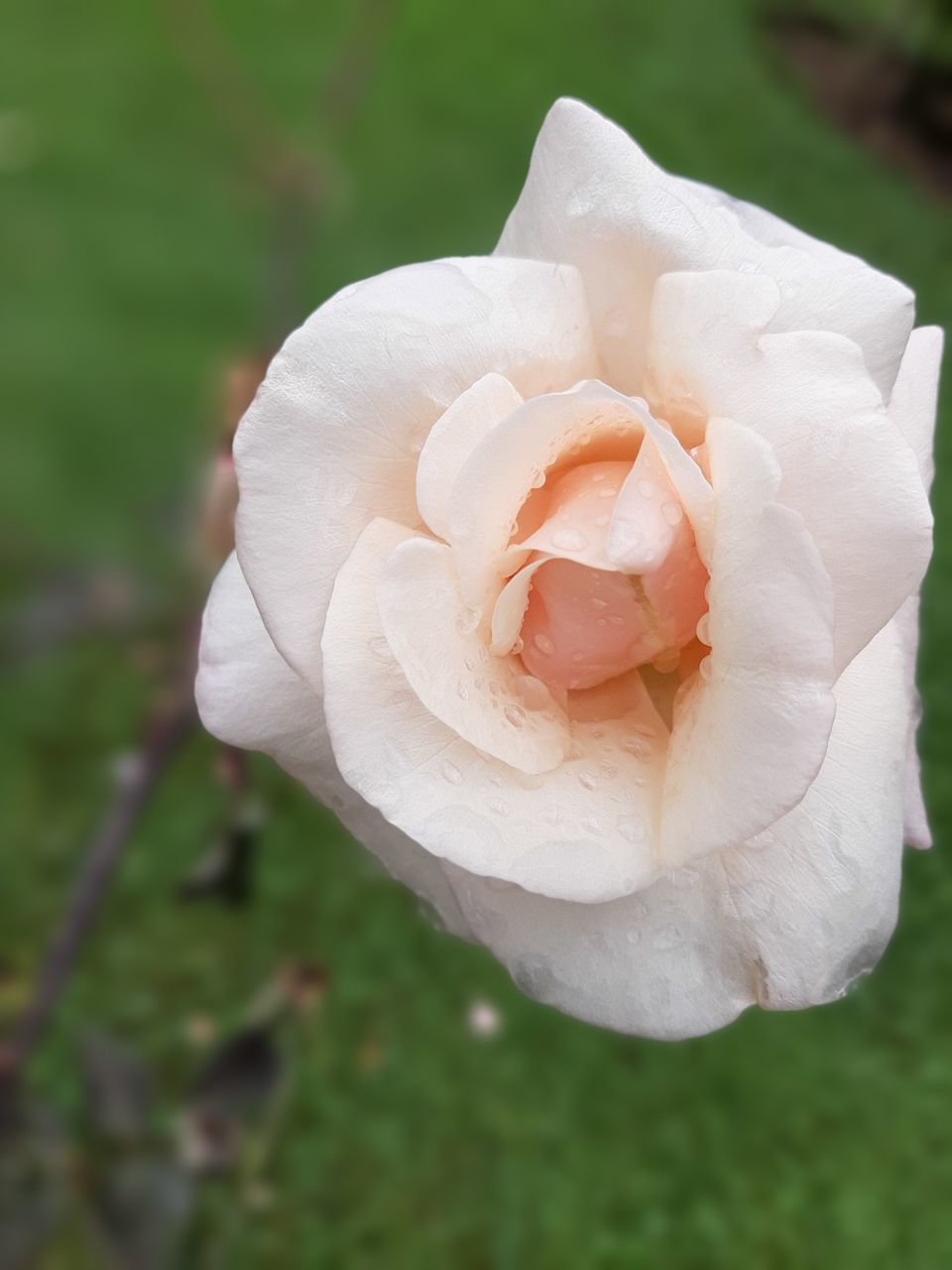 CLOSE-UP OF WHITE ROSE ON LEAF