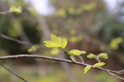 Close-up of flower growing on tree