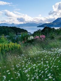 Scenic view of flowering plants on land against sky