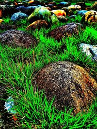 Plants growing on grassy field