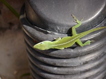 Close-up of lizard