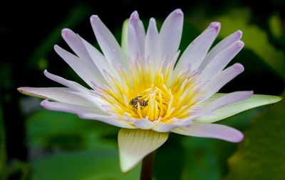 Close-up of insect pollinating flower