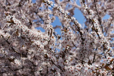 Close-up of cherry blossom flowers