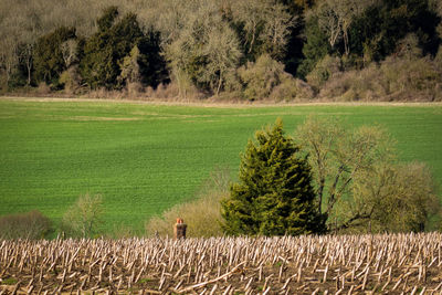 Scenic view of agricultural field