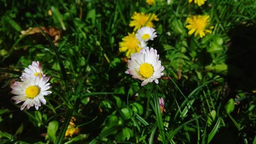 Close-up of white daisy flowers on field