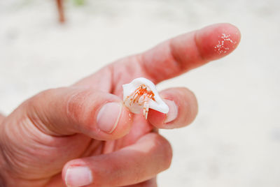 Close-up of hand holding small