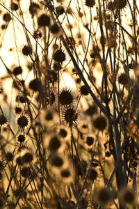 Full frame shot of flowering plants on field