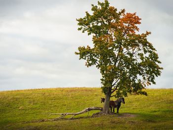 View of a tree on field