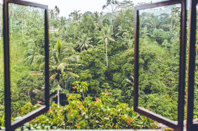 Scenic view of trees in forest