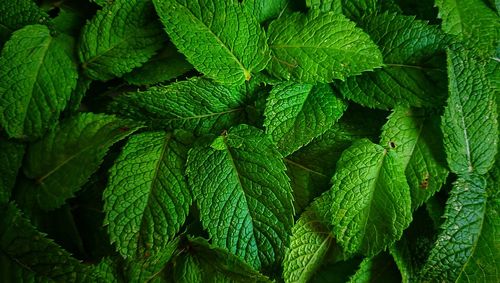 Full frame shot of green leaves