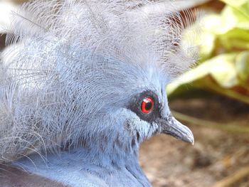 Close-up of bird