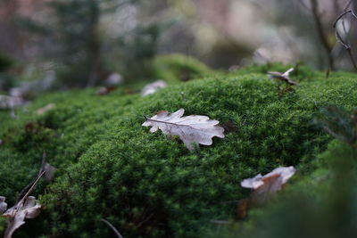 Close-up of autumn leaves on field