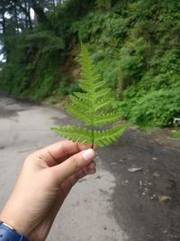 Close-up of hand holding plant