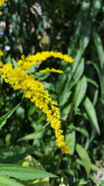 Close-up of yellow flower