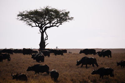 Flock of sheep on landscape against clear sky