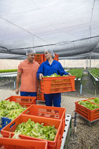 Workers in greenhouse carrying crate with freshly harvested vegetables