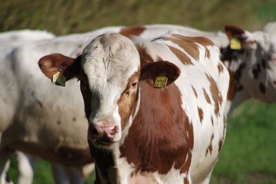 Portrait of cow on field