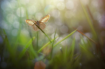 Close-up of butterfly on flower