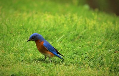 Beautiful blue bird