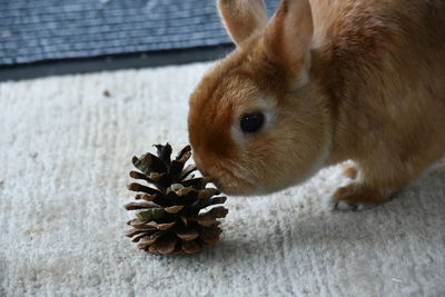 Close-up of rabbit