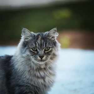 Close-up portrait of cat