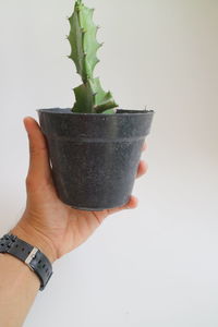 Close-up of hand holding potted plant against white background