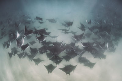 Stingray swimming in sea