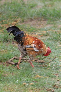 Side view of a bird on land