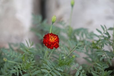 Close-up of red flowers