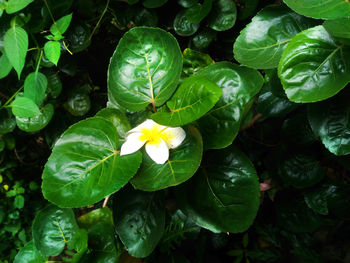 Close-up of flowering plant