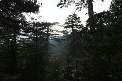 Trees in forest against sky