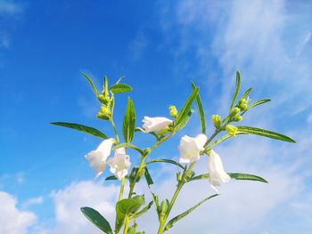 Close-up of white flowering plant against blue sky