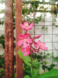 Close-up of pink flowering plant