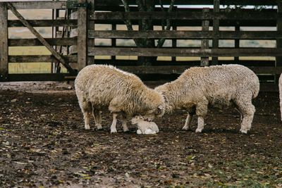 Sheep standing in a field