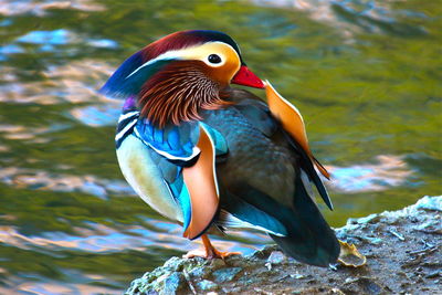 Mandarin duck on stone by lakeshore