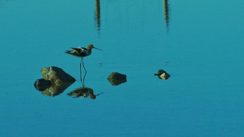 Ducks swimming in water