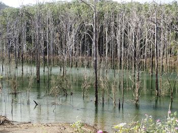 Scenic view of lake in forest