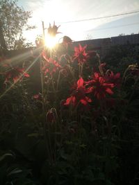 Flowering plants on field against sky during sunset