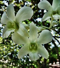 Close-up of fresh flower blooming on tree