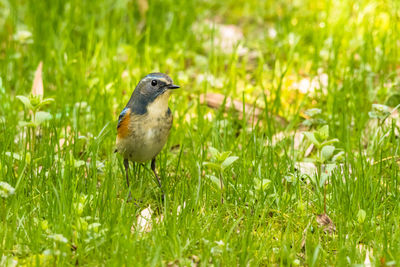 Close-up of bird perching on field