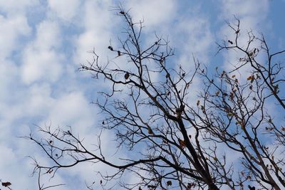 Low angle view of bare tree against sky