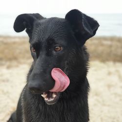 Close-up of black dog looking away