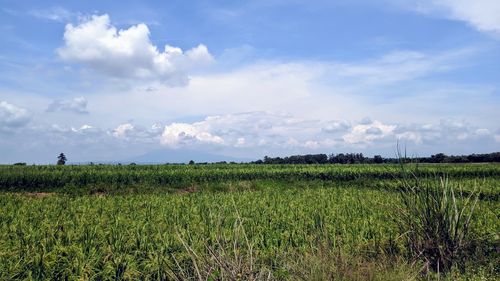 Scenic view of agricultural field against sky