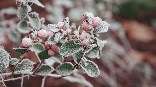 Close-up of frozen plant