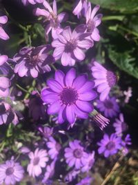 Close-up of purple flowers blooming outdoors