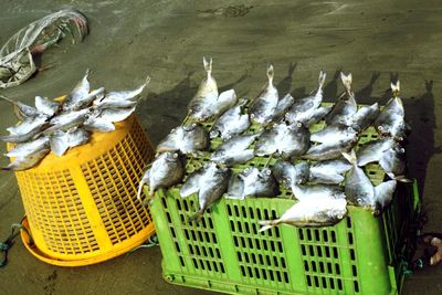 Close-up of fish for sale in market