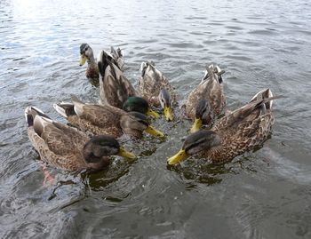 High angle view of mallard ducks swimming in lake