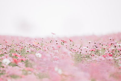 Close-up of pink cosmos flowers blooming on field against clear sky