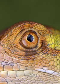Close up of lizard