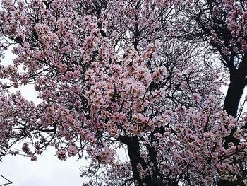 Low angle view of flowers on tree